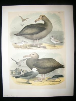 Studer 1881 Folio Bird Print. Albatross, Plovers, Gull