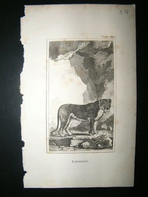Lioness: 1812 Copper Plate, Buffon Print