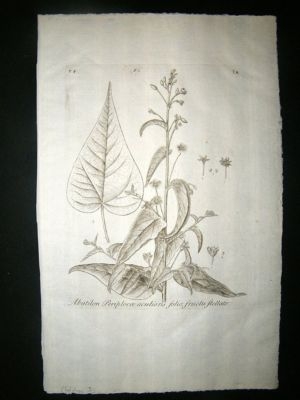 Dillenius 1774 Folio Botanical Print. Abutilon 3