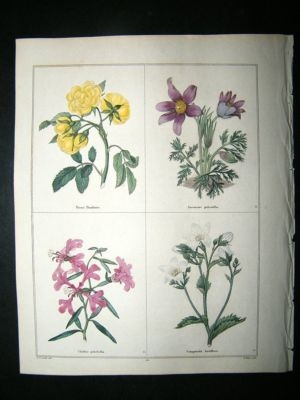 Maund C1830 Lady Banks Yellow Rose, Pasque Flower, Clarkia, Bell Flower 50. Hand