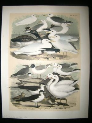 Studer 1881 Folio Bird Print. Gulls, Nashville Warbler etc