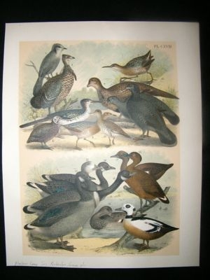 Studer 1881 Folio Bird Print. Alaskan Gray Jay, Partridge, Grouse, etc