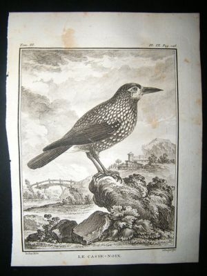 Bird Print: C1775 Nutcracker, Buffon Copper Plate
