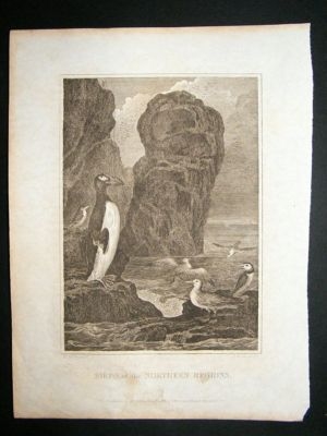 Arctic: 1807 copper plate, Birds, Penguin, North Pole