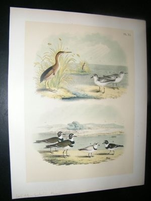 Studer 1881 Folio Bird Print. Least Bittern, Sanderling, Plovers