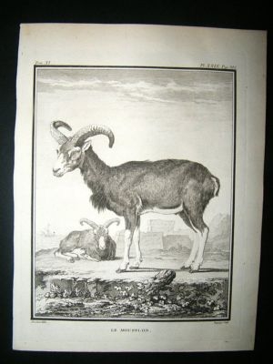 Buffon: C1770 Big Horn Muffon Sheeps, Antique Print