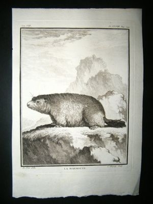 Buffon: C1770 Marmot, Antique Print