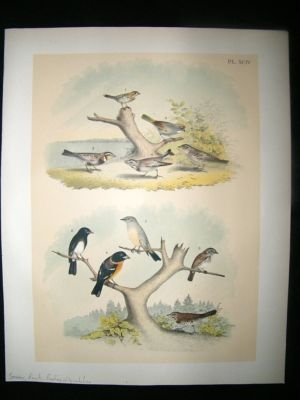 Studer 1881 Folio Bird Print. Sparrow Finch, Bunting, Flycatcher