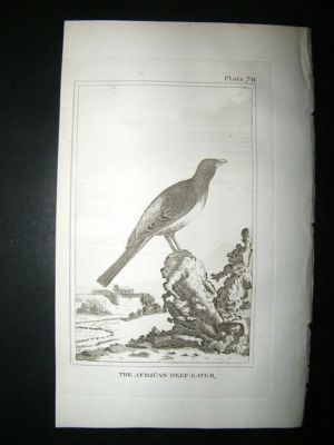 Bird Print: 1812 African Bee Eater, Buffon, Antique