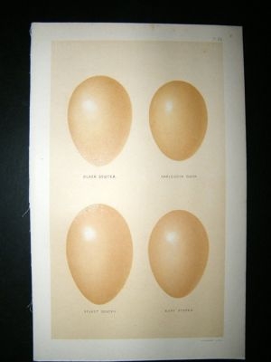 Seebohm 1896 Antique Bird Egg Print. Scoter, Harlequin Duck
