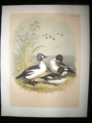 Studer 1881 Folio Bird Print. Golden Eyed Duck