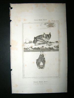 Horse Shoe Bat: 1812 Copper Plate, Buffon Print