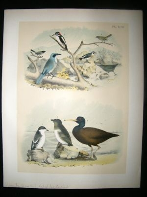 Studer 1881 Folio Bird Print. California Jay, Stone Chat, Gnatcathcer, Guillemot