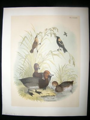 Studer 1881 Folio Bird Print. Red Headed Duck, Bobolink