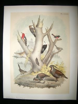 Studer 1881 Folio Bird Print. Woodpeckers, Plumed Quail