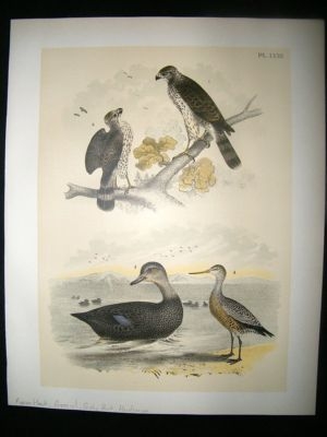 Studer 1881 Folio Bird Print. Pigeon Hawk, Buzzard, Dusky Duck, Hudsonian