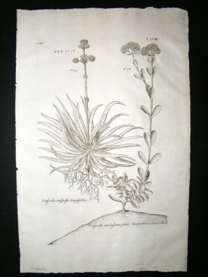 Dillenius 1774 Folio Botanical Print. Crassula 98