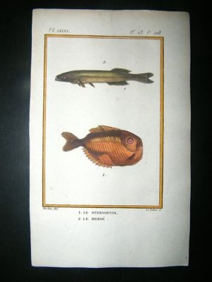 Fish Print: 1805 Sternoptix, Herse, Hand Col, Latreille