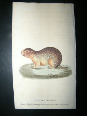 Spotted Marmot:1801 Hand Coloured Print.