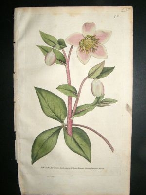 Botanical Print 1789 Livid or Purple Hellebore #72, Cur