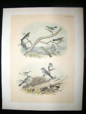 Studer 1881 Folio Bird Print. Sparrows, Warblers, Hermit Thrush