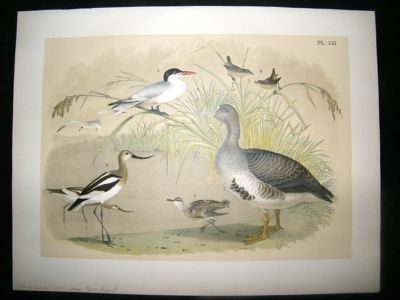 Studer 1881 Folio Bird Print. White Fronted Goose, Wren, Tern, Avocet