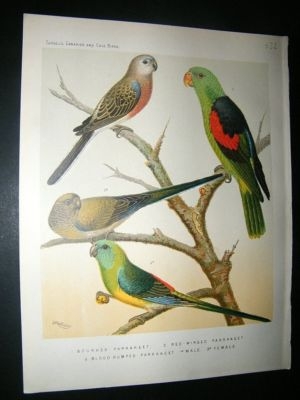 Bird Print 1880 Bourkes, Blood Rumped Parakeet etc
