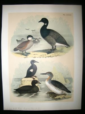 Studer 1881 Folio Bird Print. Brant Goose, Ruddy Duck, Black Guillemot, etc