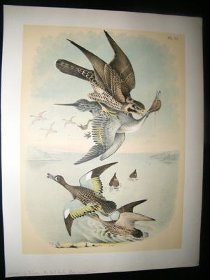 Studer 1881 Folio Bird Print. Wandering Falcon, Pintail Duck, Blue Winged Teal