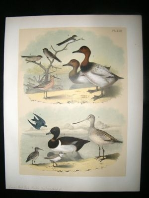 Studer 1881 Folio Bird Print. Canvas-Back Duck, Martin, Swallow, Snipe, etc