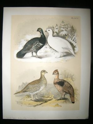 Studer 1881 Folio Bird Print. Canada Grouse, Western Ruffed Grouse