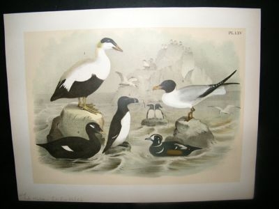 Studer 1881 Folio Bird Print. Velvet, Eider, Harlequin, Ducks, Razor Billed Auk