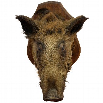 Large Stuffed Boars Head