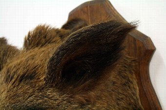 Antique Large Stuffed Boars Head