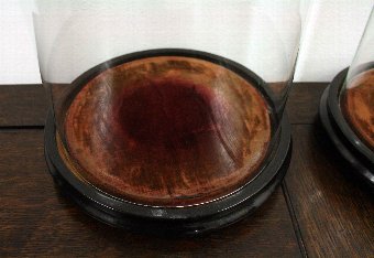 Antique Pair of Victorian Glass Domes