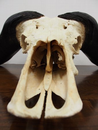 Antique Cape Buffalo Skull