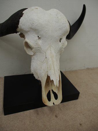 Antique Water Buffalo Skull and Horns