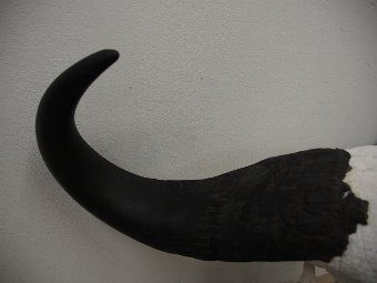 Antique Water Buffalo Skull and Horns