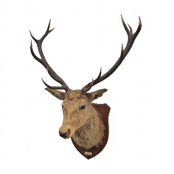 Scottish Wild Red Deer Stags Head