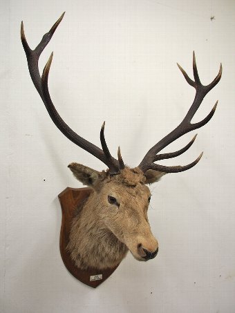 Antique Scottish Wild Red Deer Stags Head