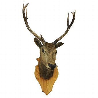 Mounted Stags Head with 10 Point Antlers
