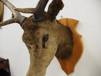 Antique Mounted Stags Head with 10 Point Antlers