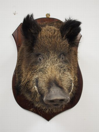 Antique Mounted Wild Boar Head
