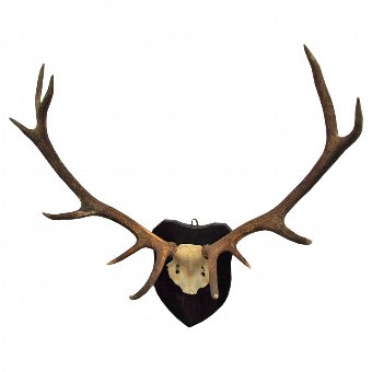 Pair of 11 Point Antlers