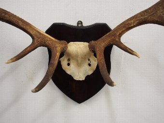 Antique Pair of 11 Point Antlers