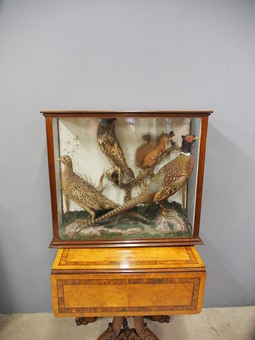 Antique Victorian Taxidermy Cabinet