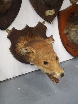 Antique Collection of Fox Head Taxidermy