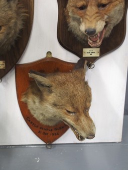 Antique Collection of Fox Head Taxidermy