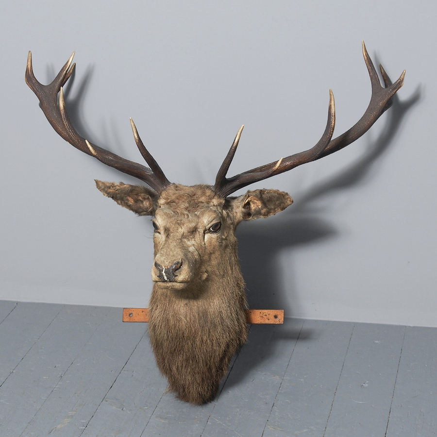Antique Mounted Taxidermy Scottish Red Deer Head