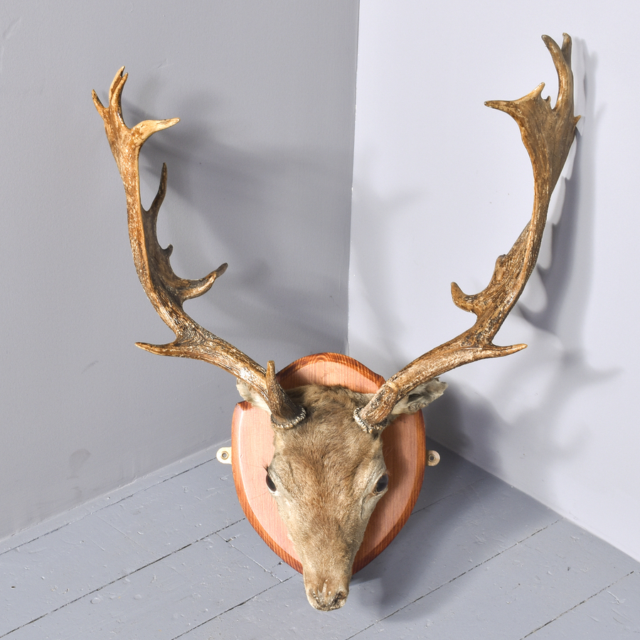 Antique Taxidermist Mounted Red Deer Head